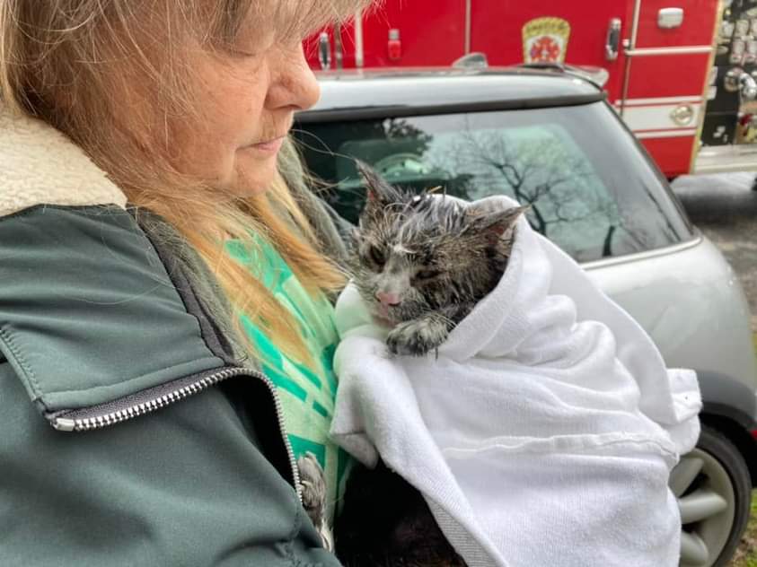 Cat saved 1